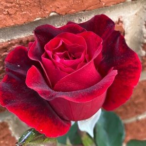 Meet your Posher, Rita